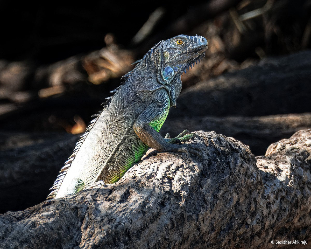 Green Iguana - ML654280928