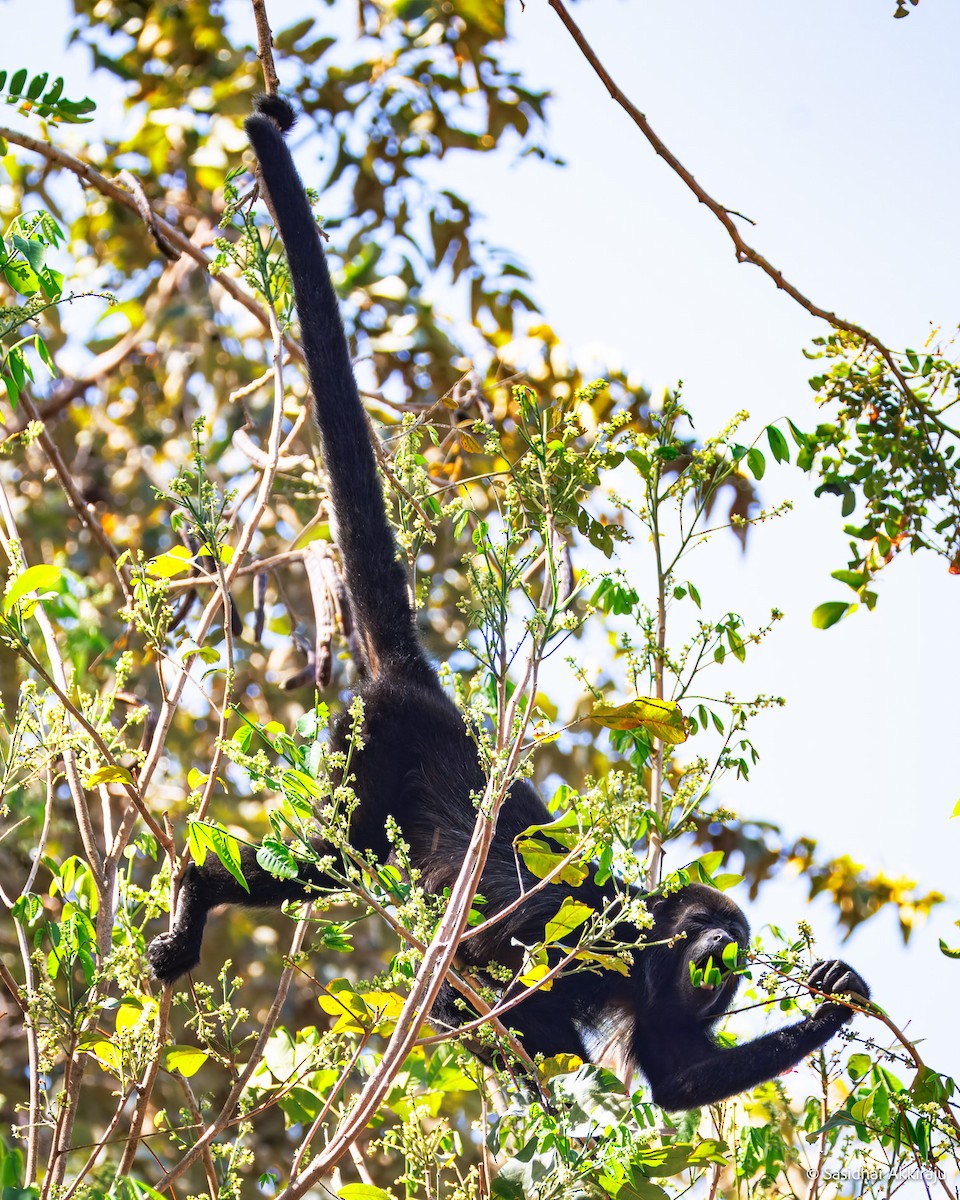 Howler Monkeys - ML654280930