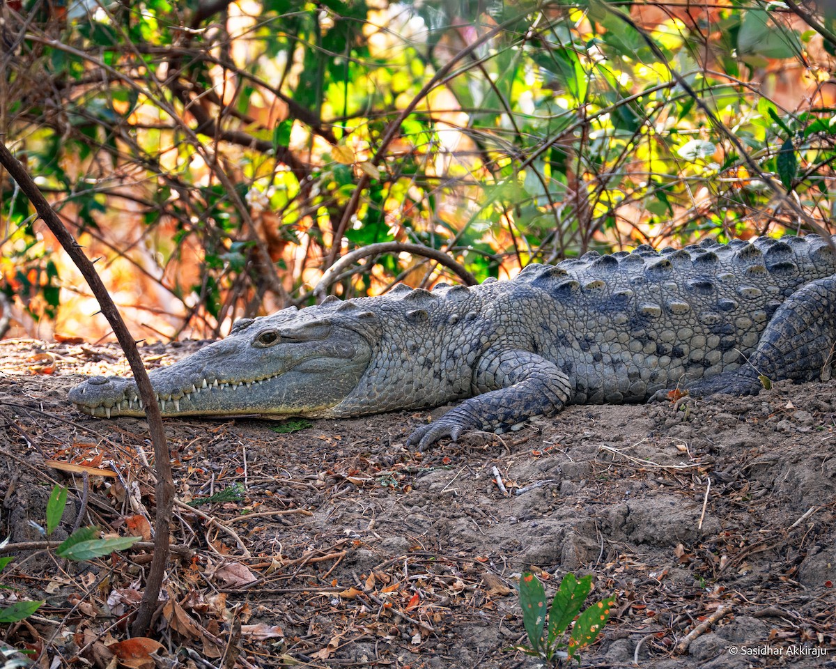 Crocodiles - ML654280931