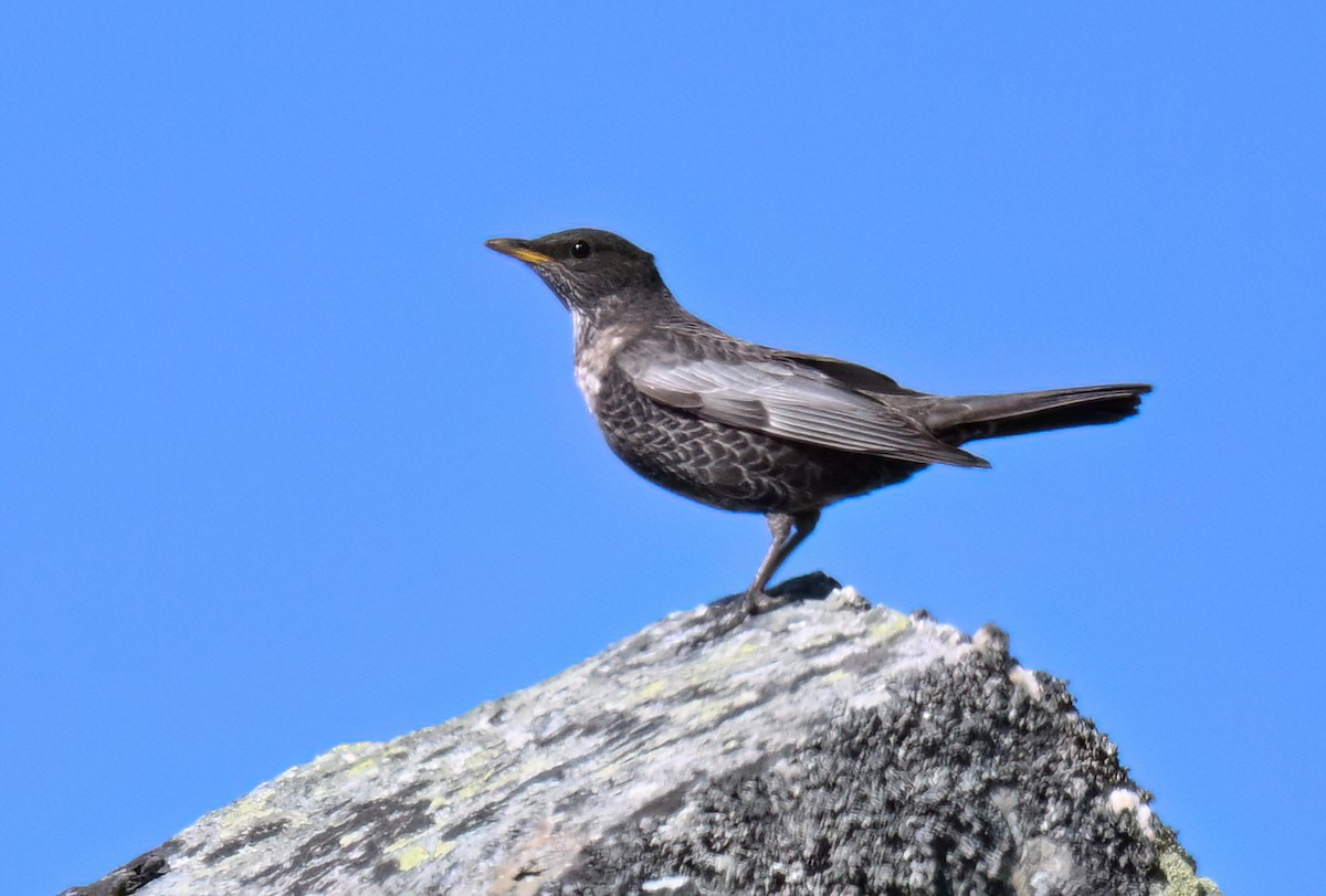 Ring Ouzel (Alpine) - ML654282084