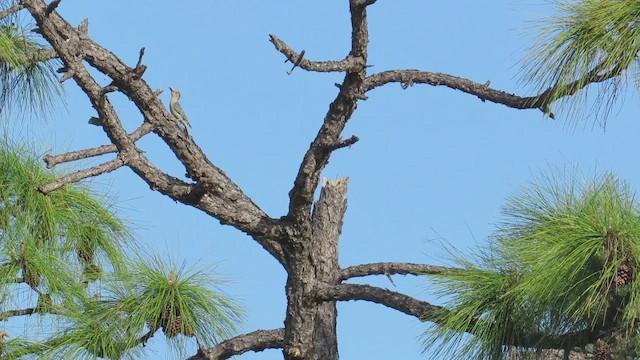 Red-bellied Woodpecker - ML654284963