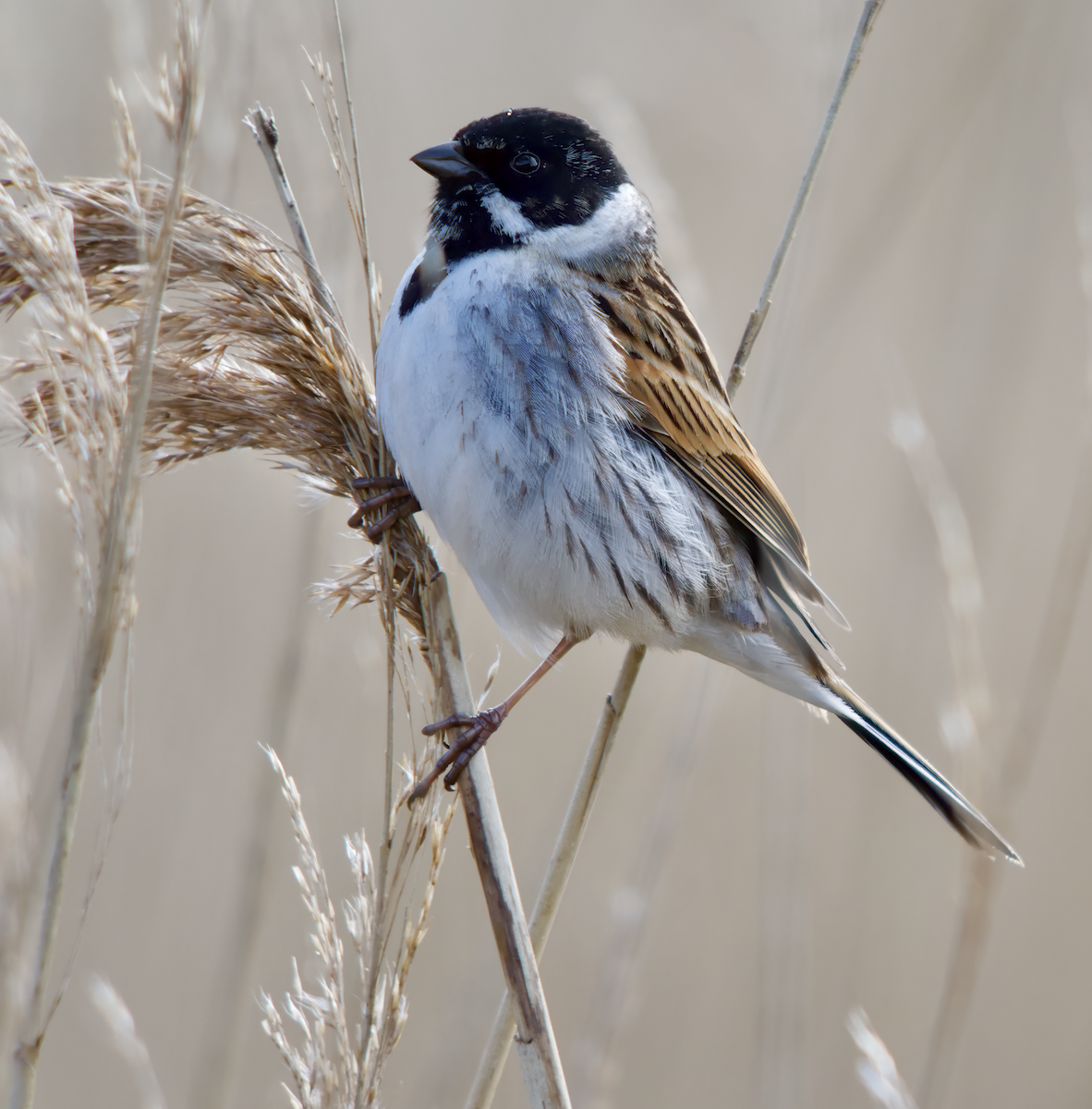 Zingira-berdantza eurasiarra - ML654287450