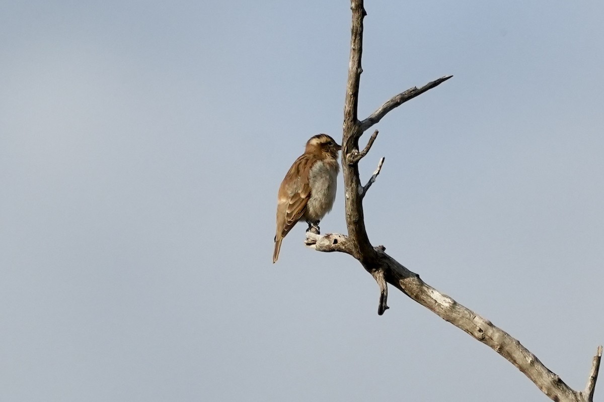 Moineau bridé - ML654287679