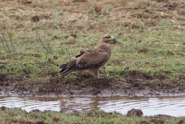 Tawny Eagle - ML65428841