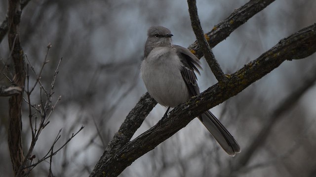 Kuzeyli Taklitçi - ML654289091