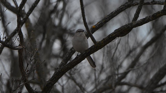 Kuzeyli Taklitçi - ML654289095