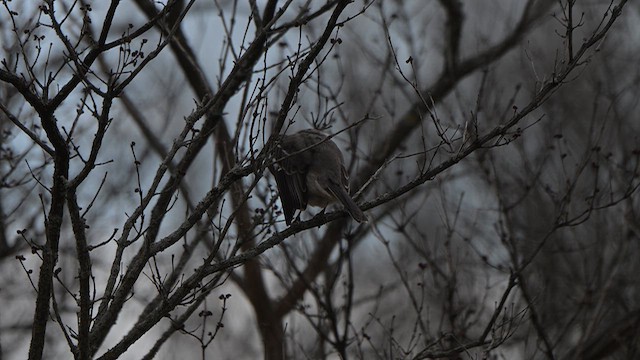 Kuzeyli Taklitçi - ML654289096