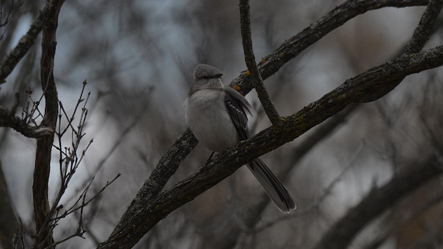 Kuzeyli Taklitçi - ML654289098