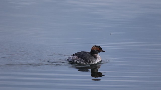 Horned Grebe - ML654292073