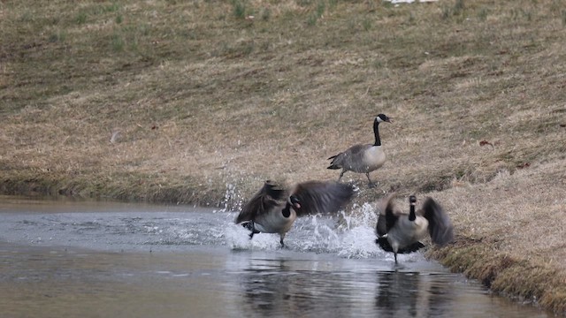 Canada Goose - ML654292794