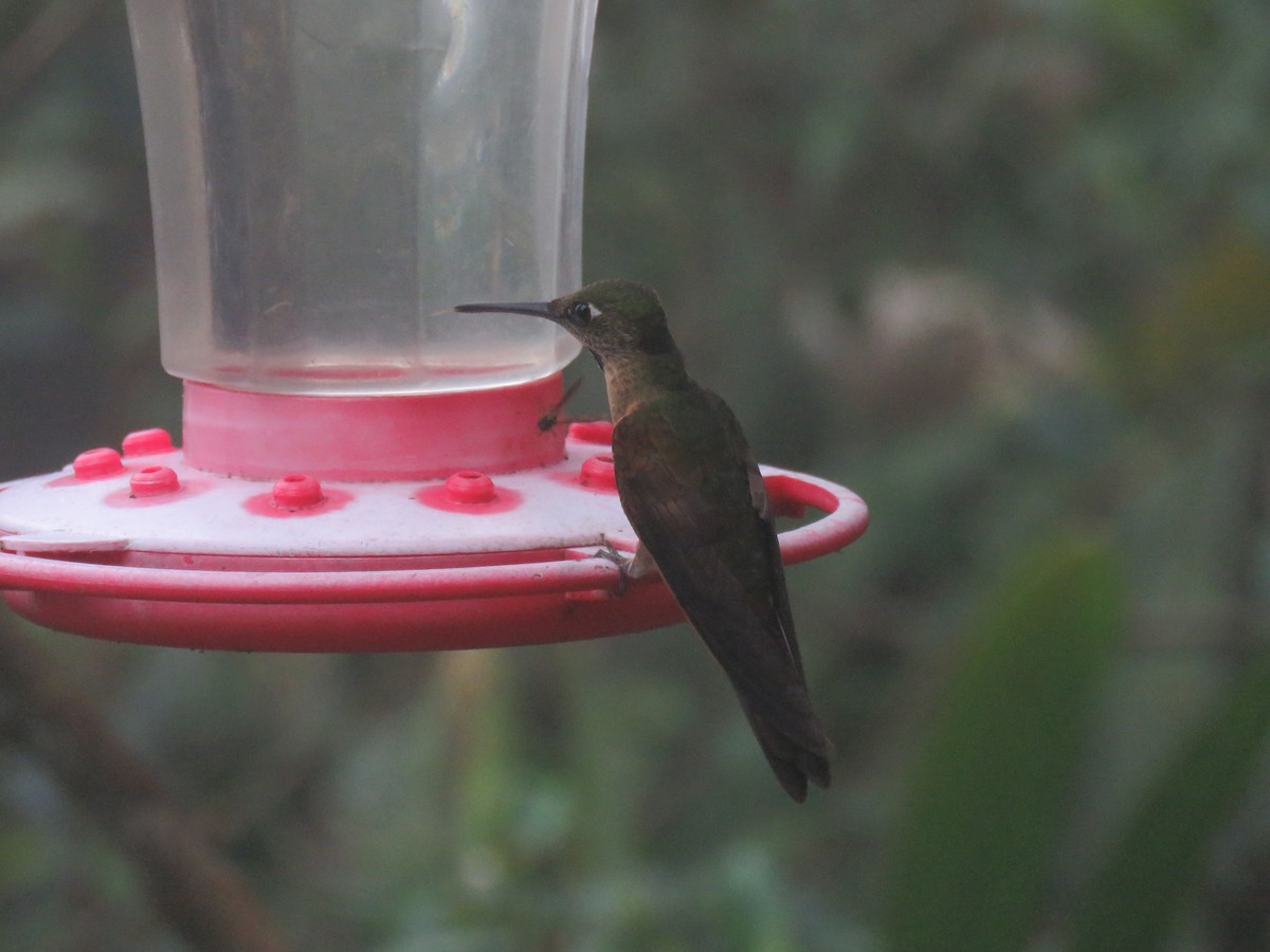 kolibřík hnědobřichý - ML65429371
