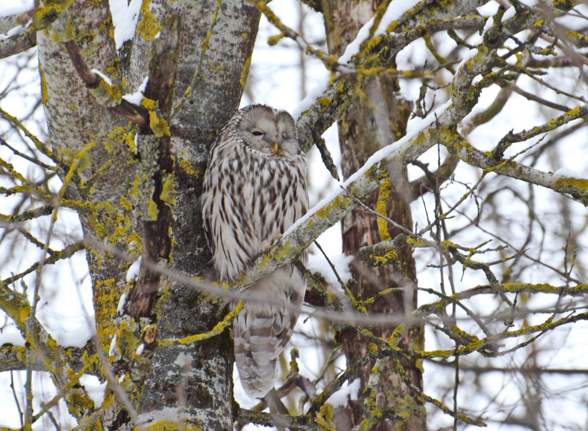 Habichtskauz - ML654295518