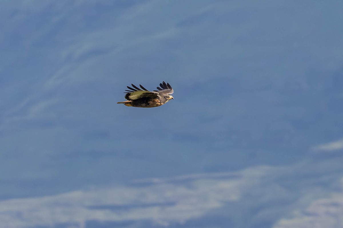 sjakalvåk - ML654295680