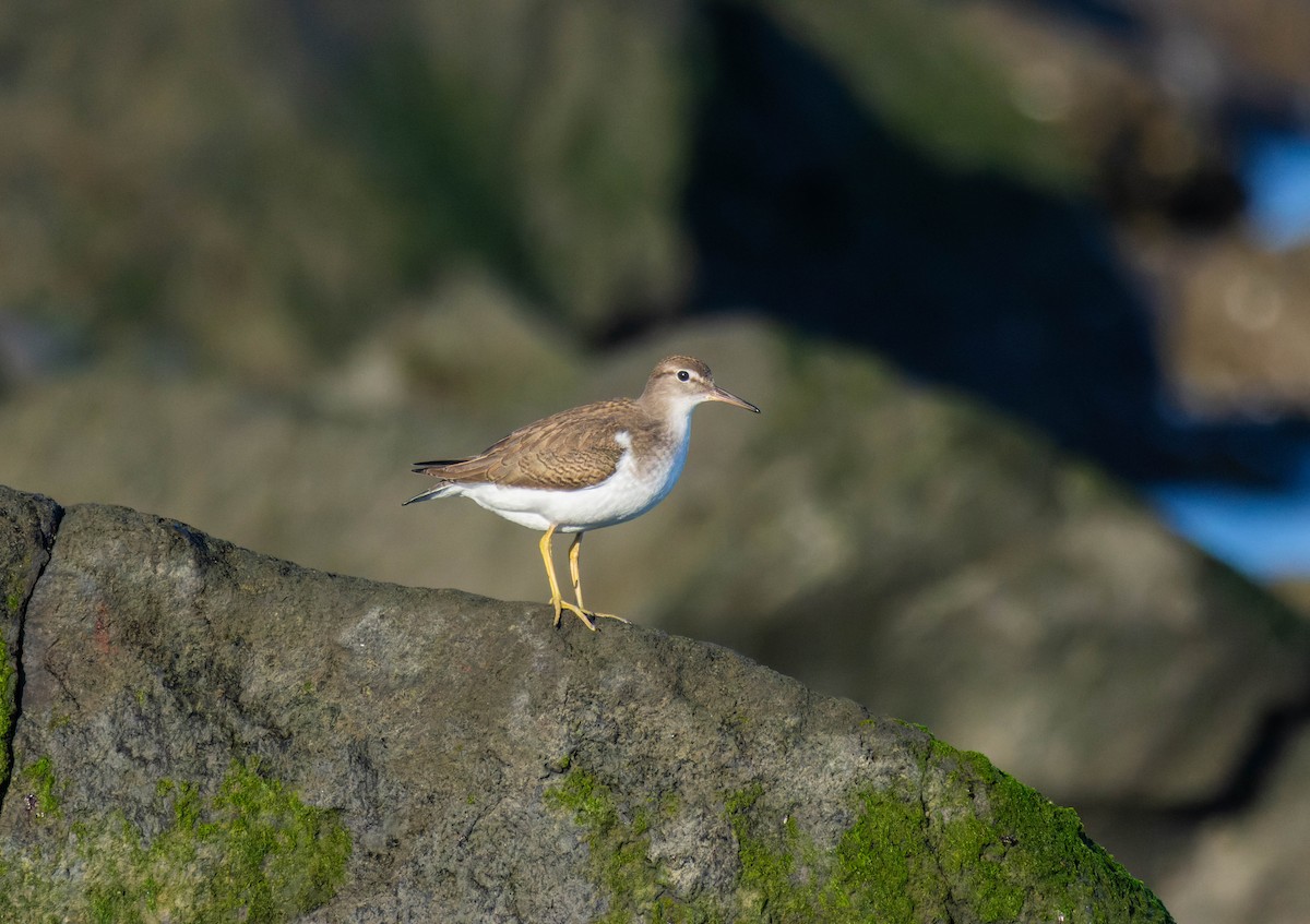 Spotted Sandpiper - ML654296996