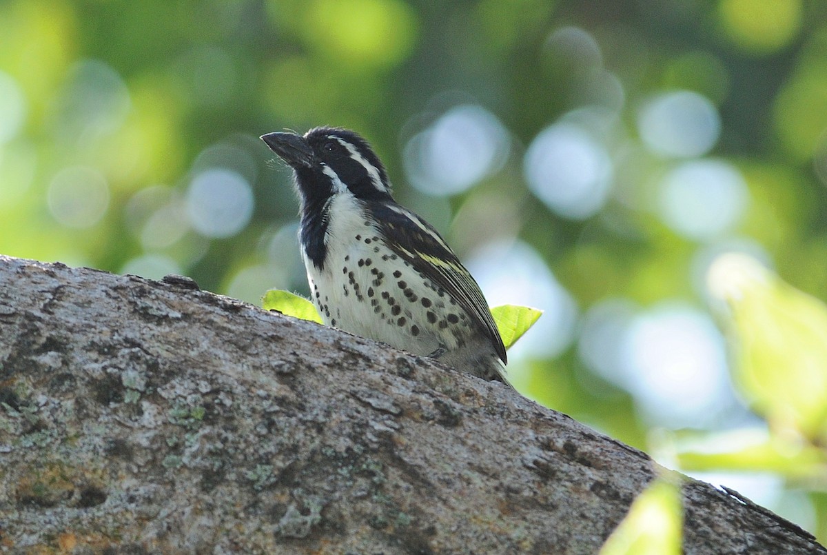 Spot-flanked Barbet - ML654297336