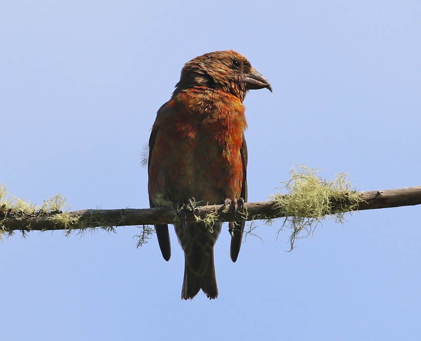 Red Crossbill - ML65429991