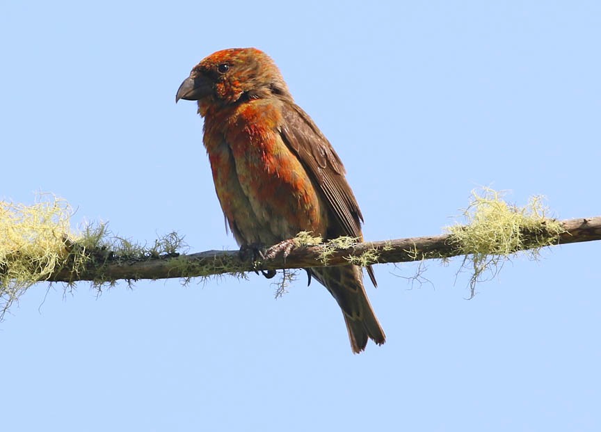 Red Crossbill - ML65430001