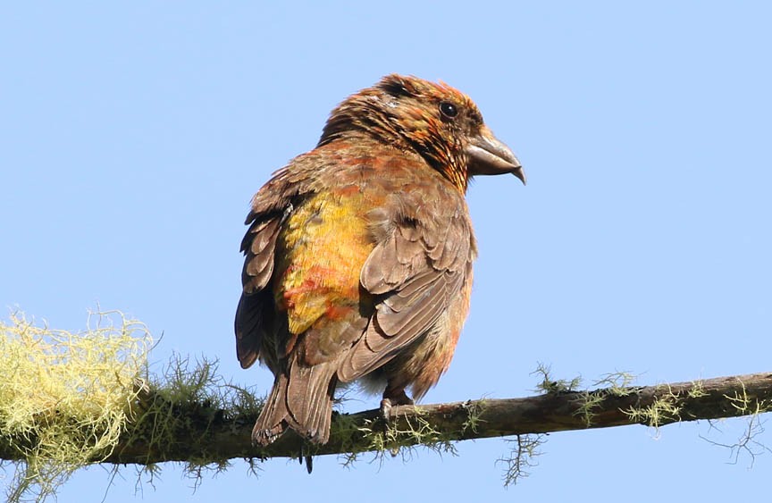 Red Crossbill - ML65430021