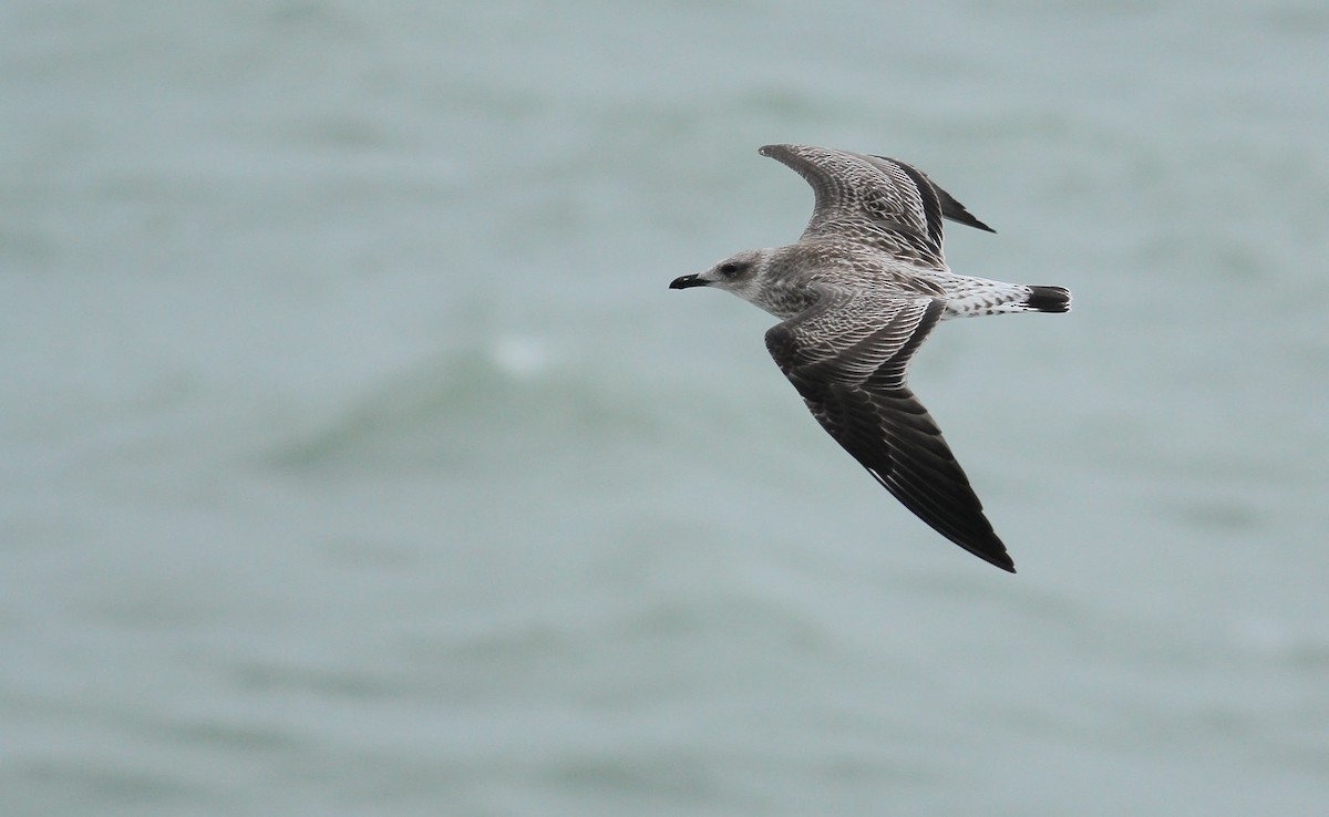 Lesser Black-backed Gull - Adrien Mauss