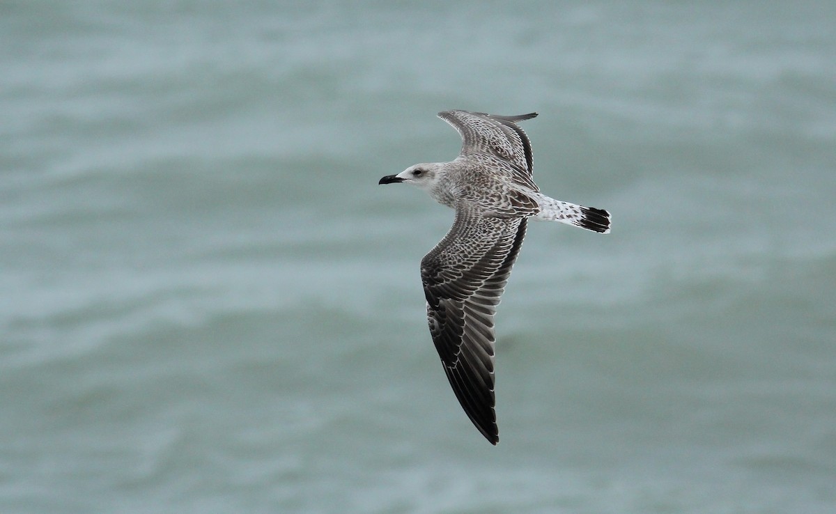 Yellow-legged Gull (michahellis) - ML65430071