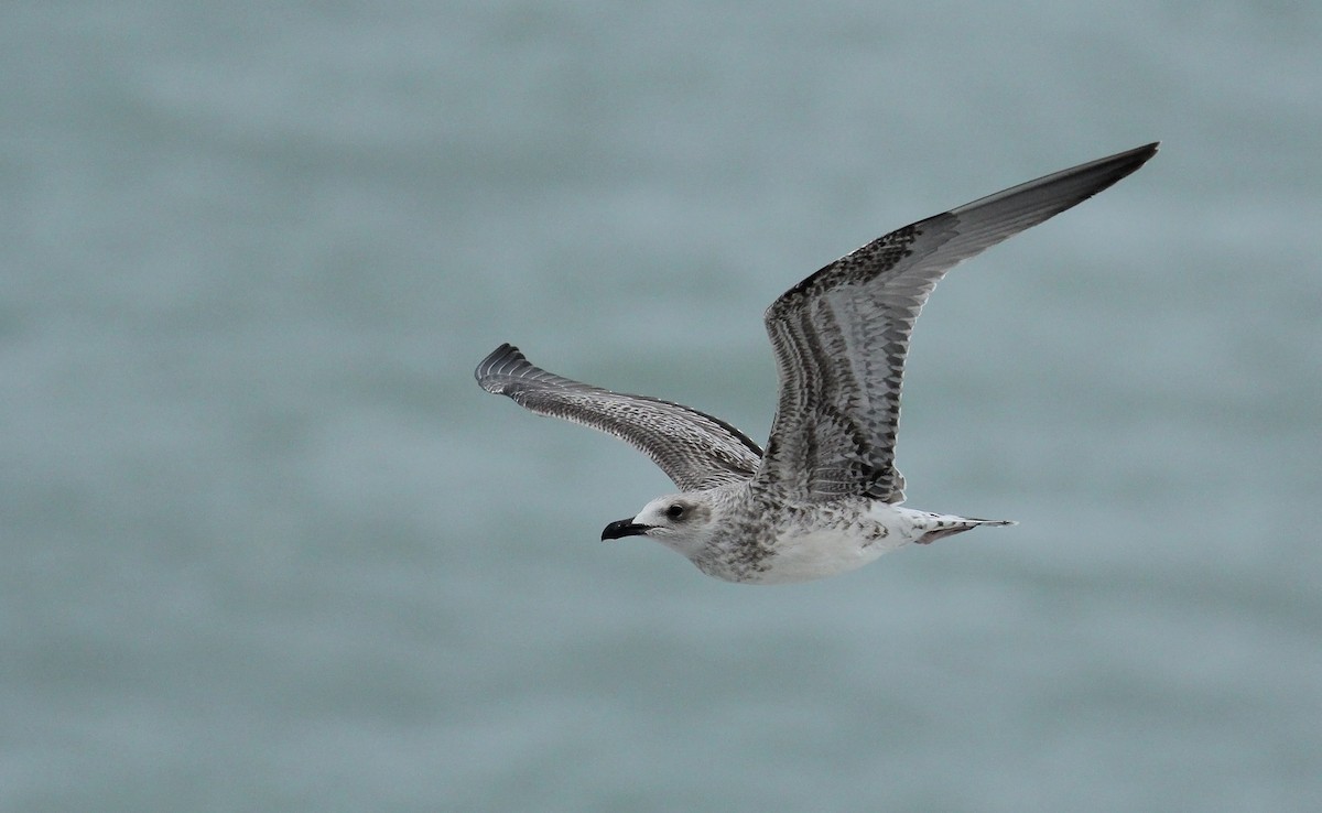 Yellow-legged Gull (michahellis) - ML65430081