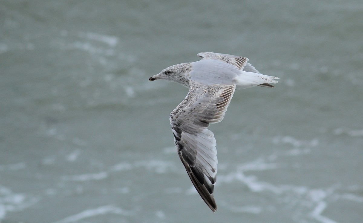 Silbermöwe (argentatus/argenteus) - ML65430111