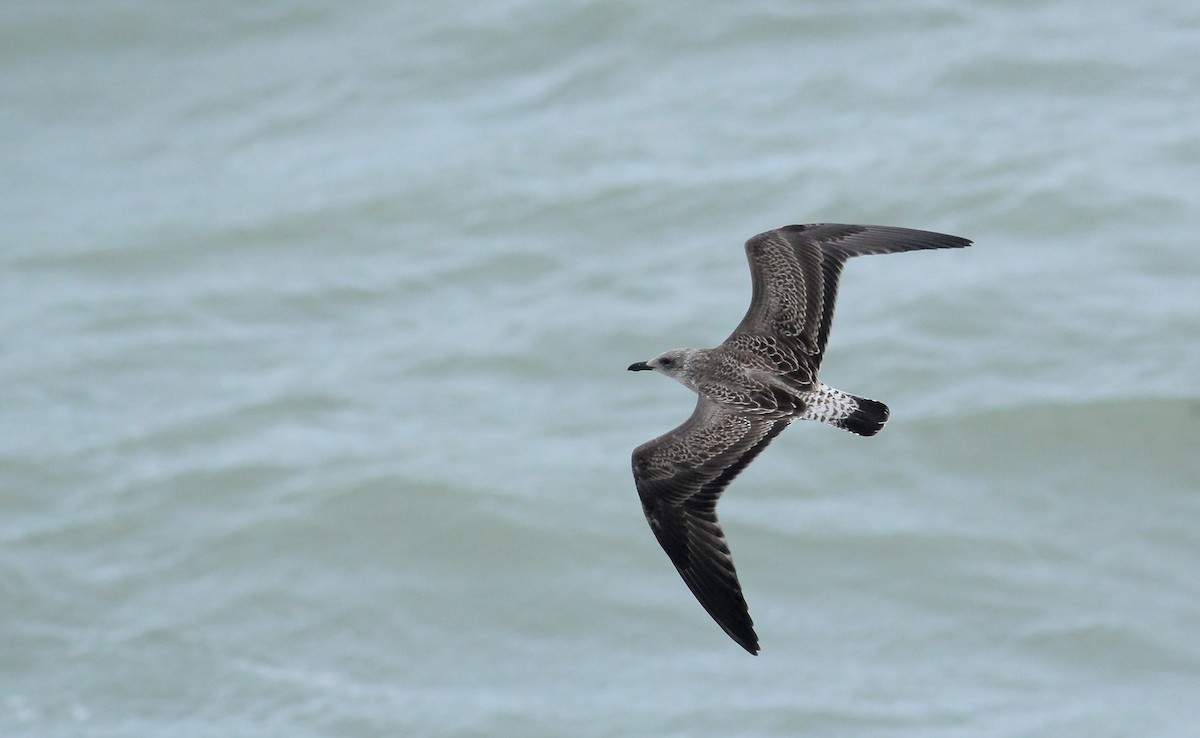 Lesser Black-backed Gull - ML65430171