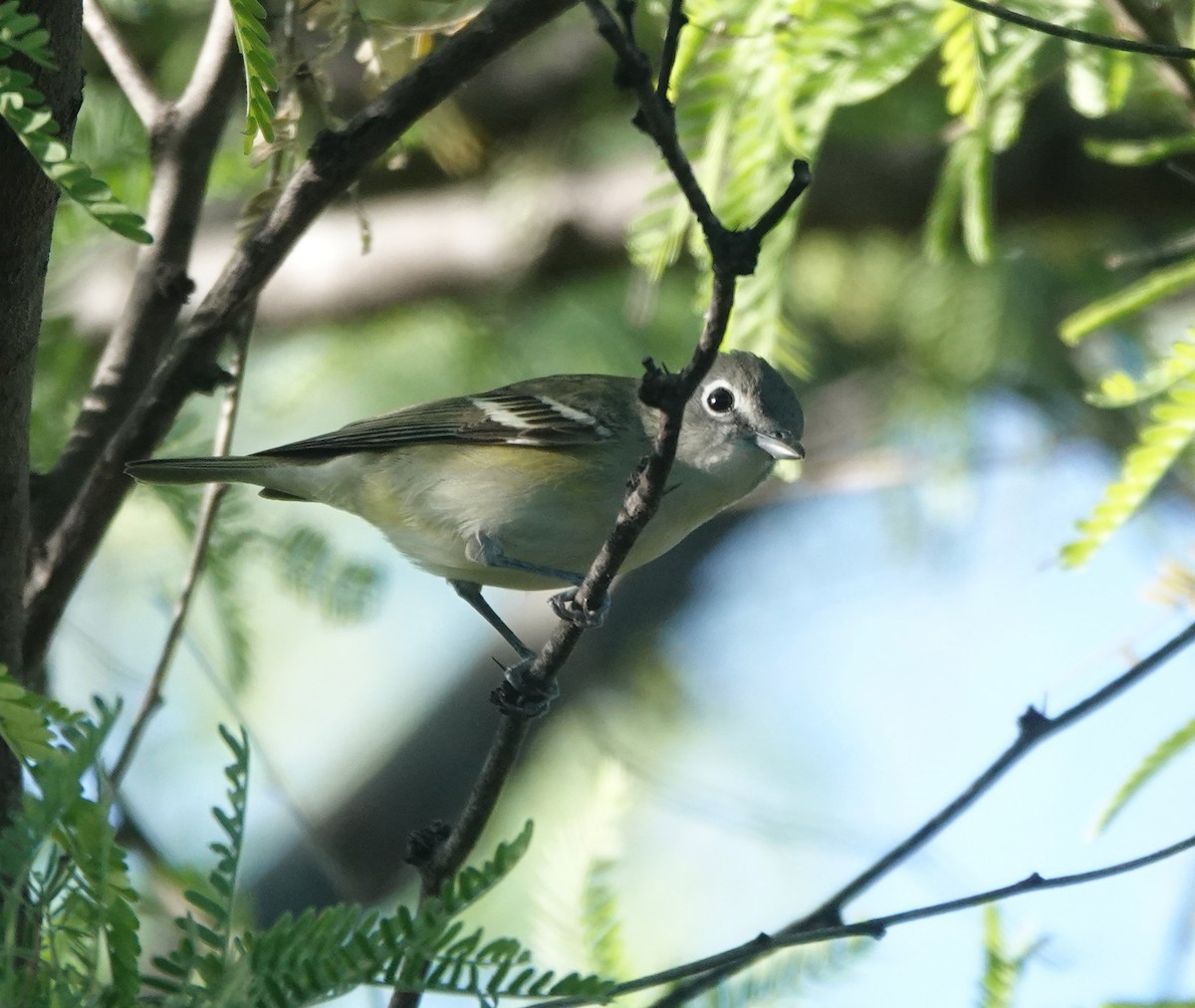 Cassin's Vireo - ML654301868