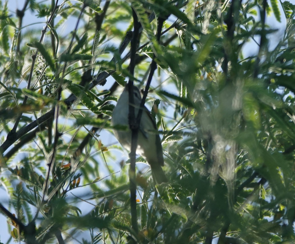 Western Warbling Vireo - ML654301876