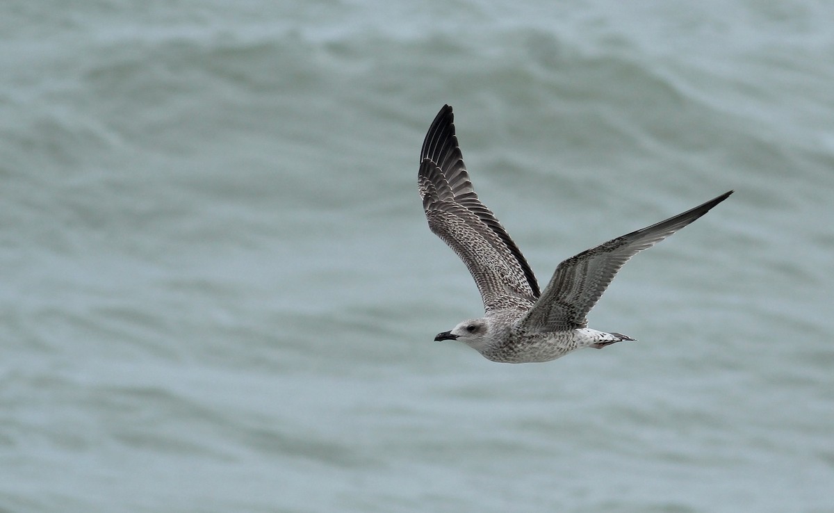 Yellow-legged Gull (michahellis) - Adrien Mauss