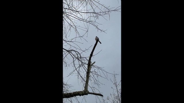 Kuzeyli Taklitçi - ML654302363