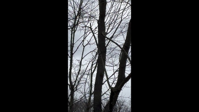 Kuzeyli Taklitçi - ML654302365