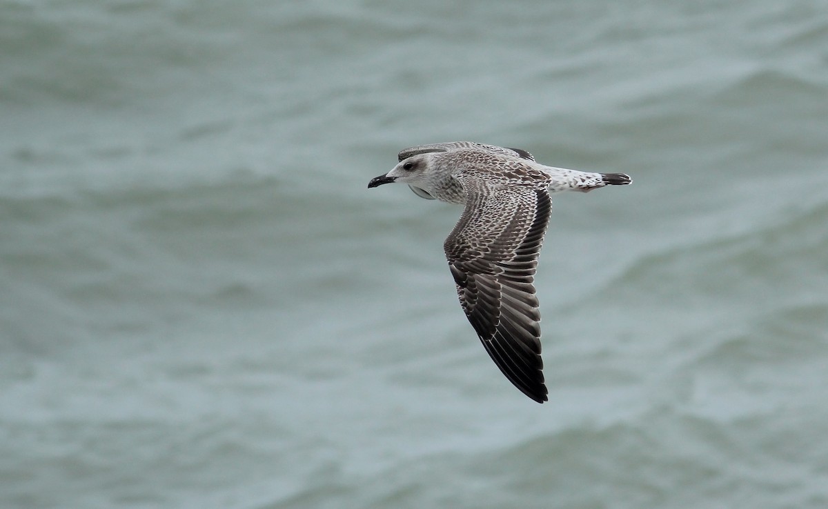 Yellow-legged Gull (michahellis) - ML65430241