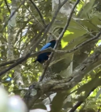 Long-tailed Manakin - ML654302585