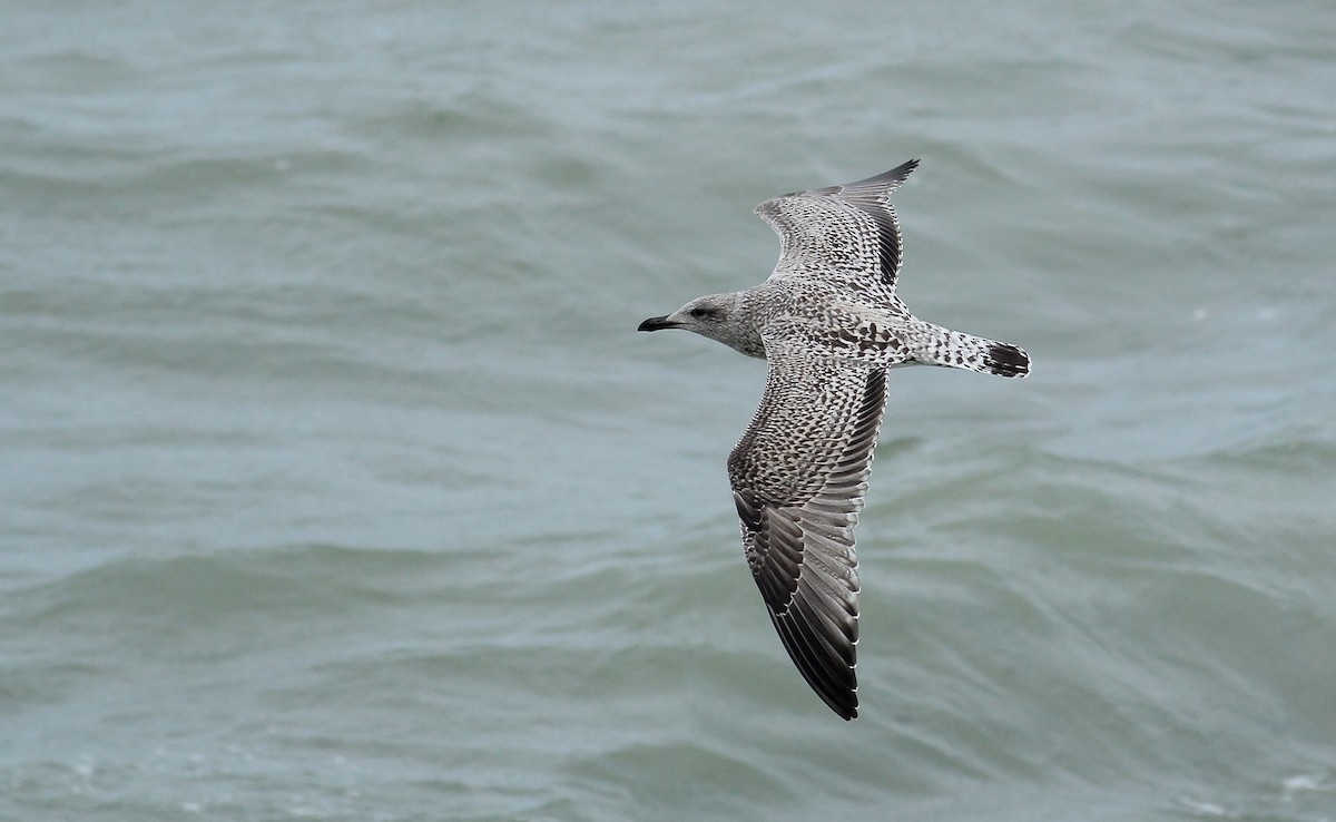 Herring Gull (European) - ML65430271