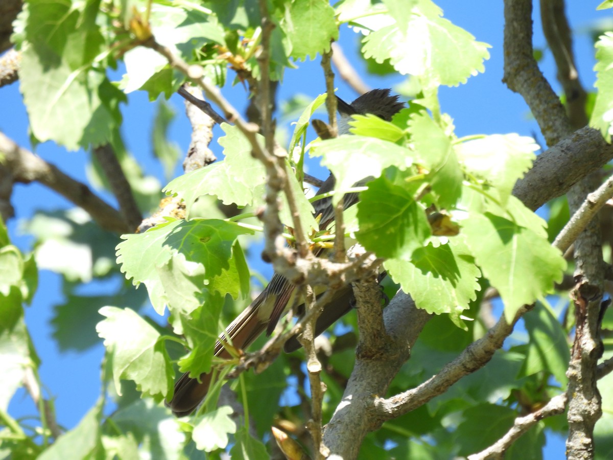 Ash-throated Flycatcher - ML654302967