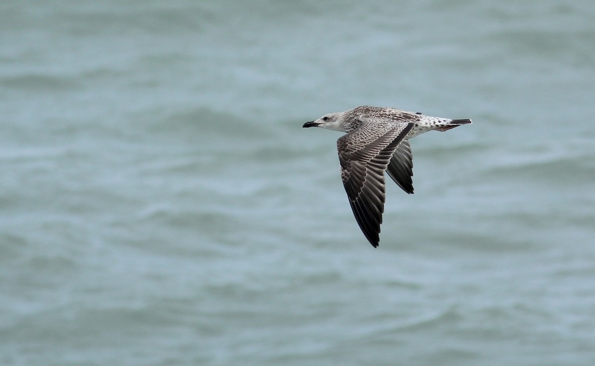 Yellow-legged Gull (michahellis) - ML65430311