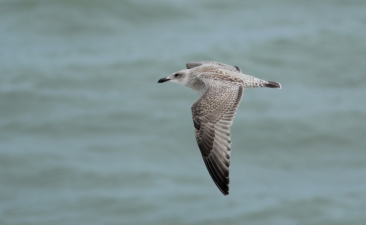 Silbermöwe (argentatus/argenteus) - ML65430361