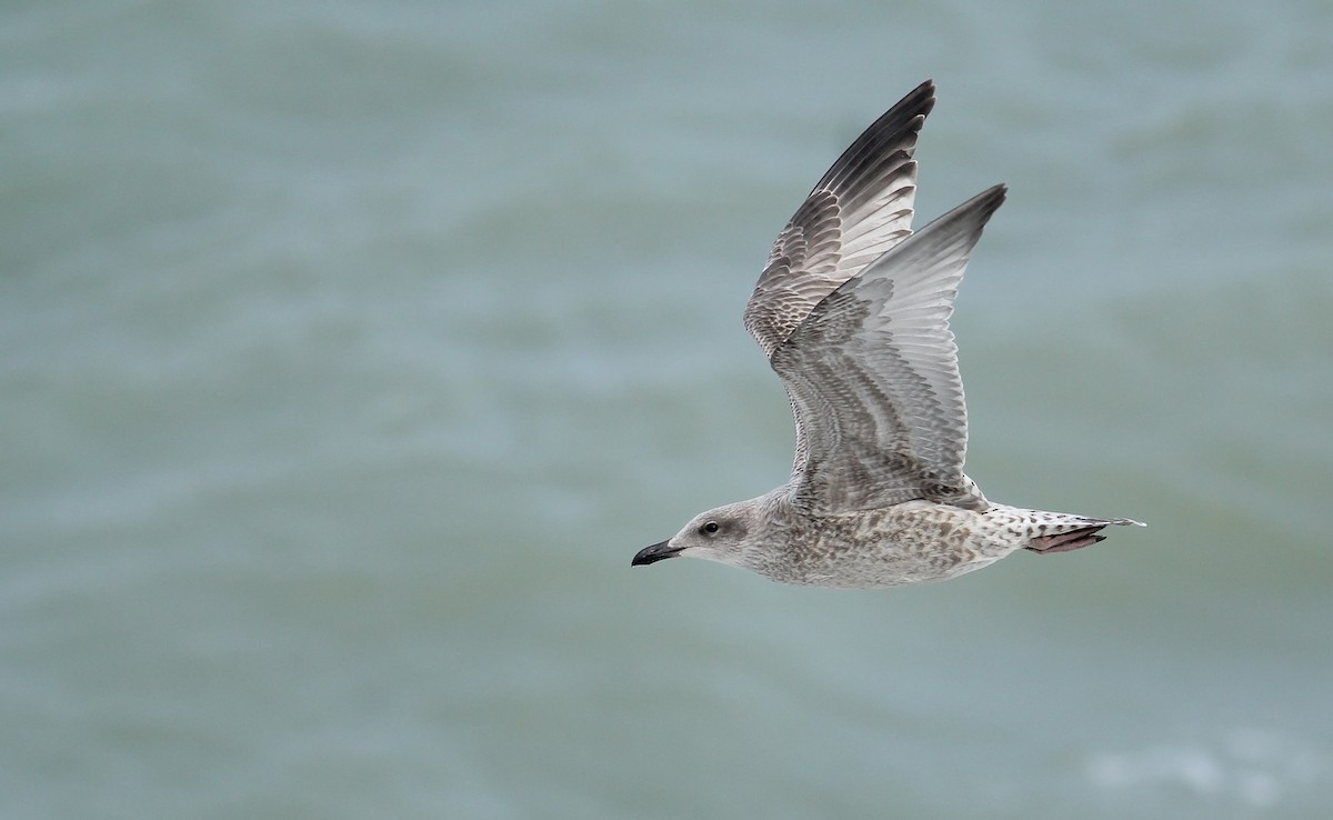 Herring Gull (European) - ML65430371