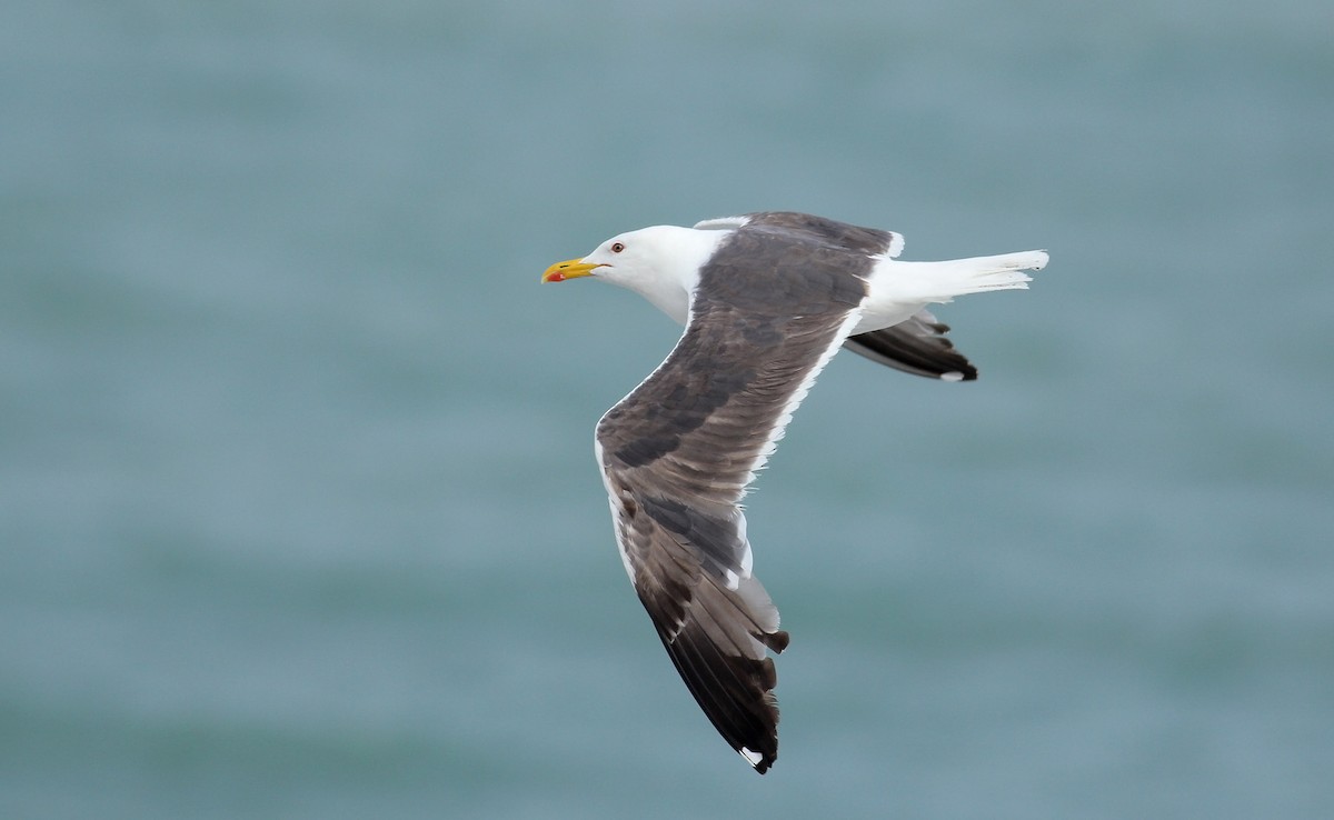 Lesser Black-backed Gull - ML65430421