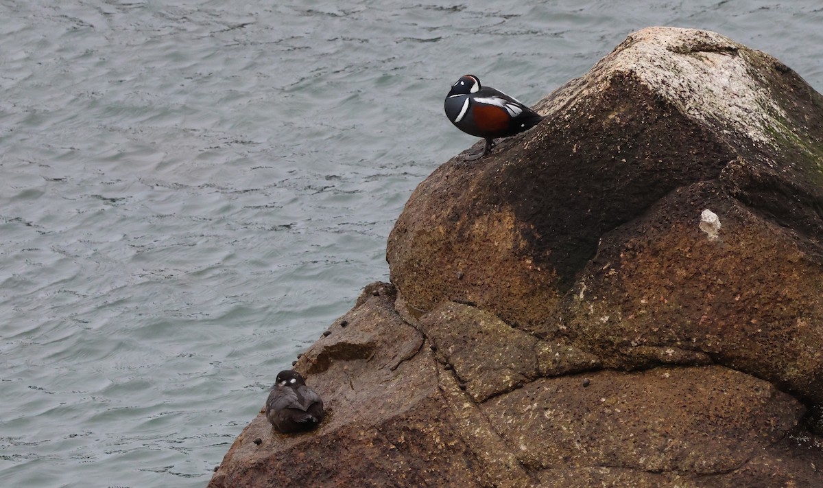 eBird Checklist - 5 Apr 2026 - Manomet Point - 16 species