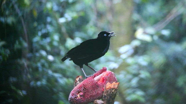 Lawes's Parotia - ML654305255