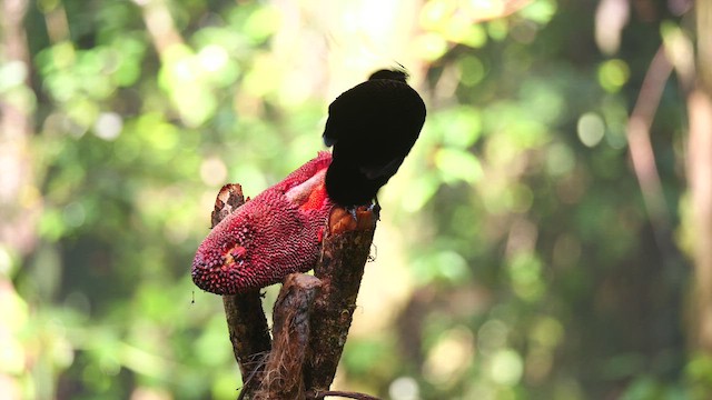 Lawes's Parotia - ML654305262
