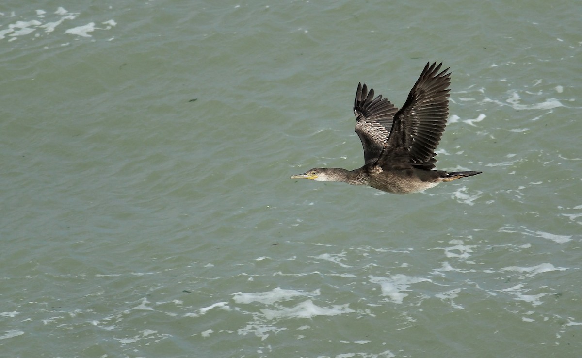 European Shag (Atlantic) - ML65430551