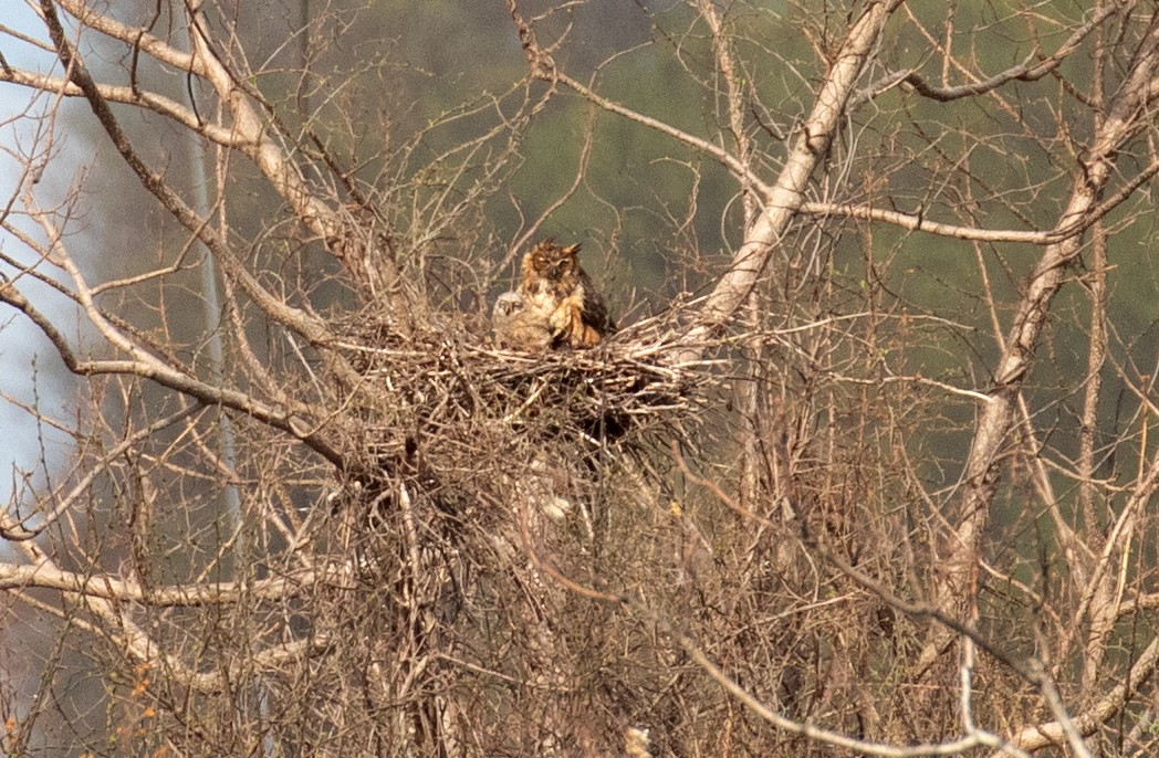 Great Horned Owl - ML654305851