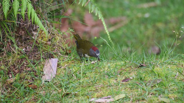 Rufous-naped Bellbird - ML654306009