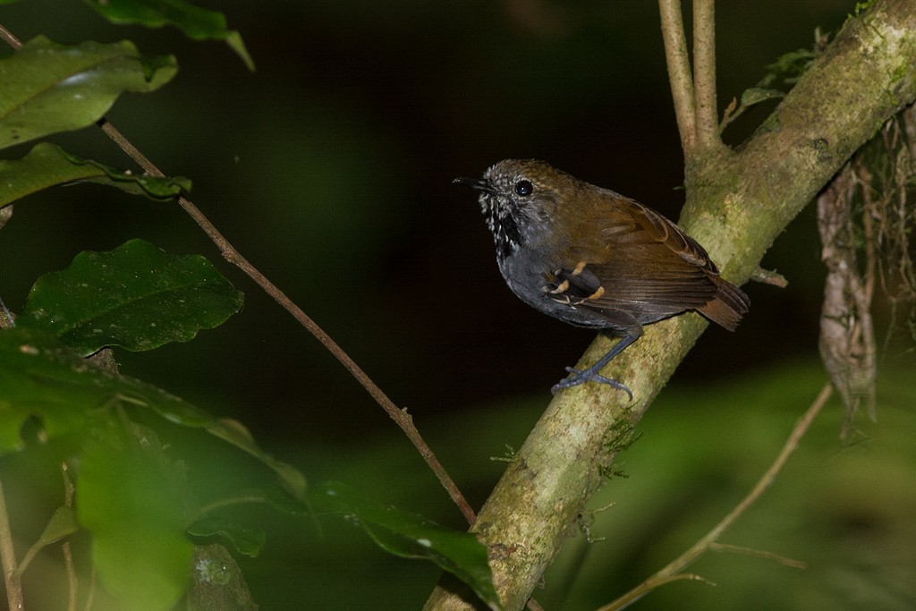Myrmidon à gorge étoilée - ML654306425