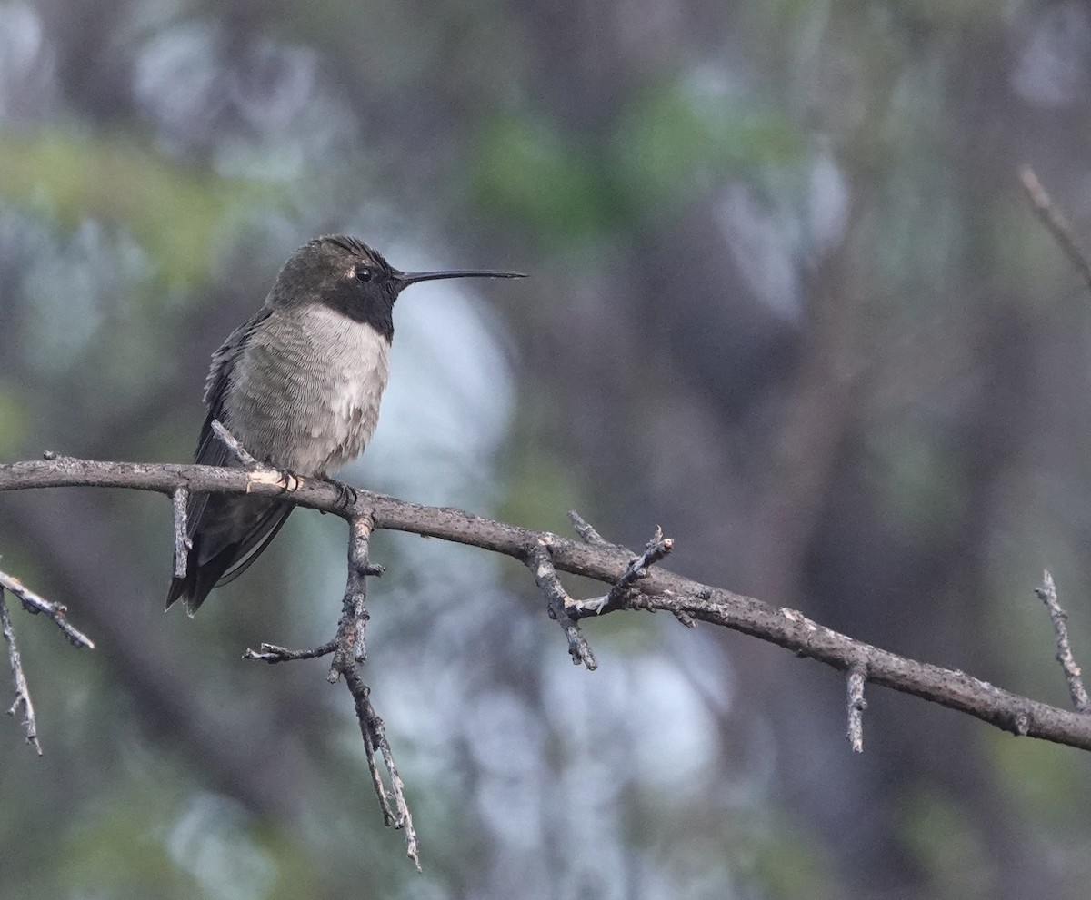 Black-chinned Hummingbird - ML654306579