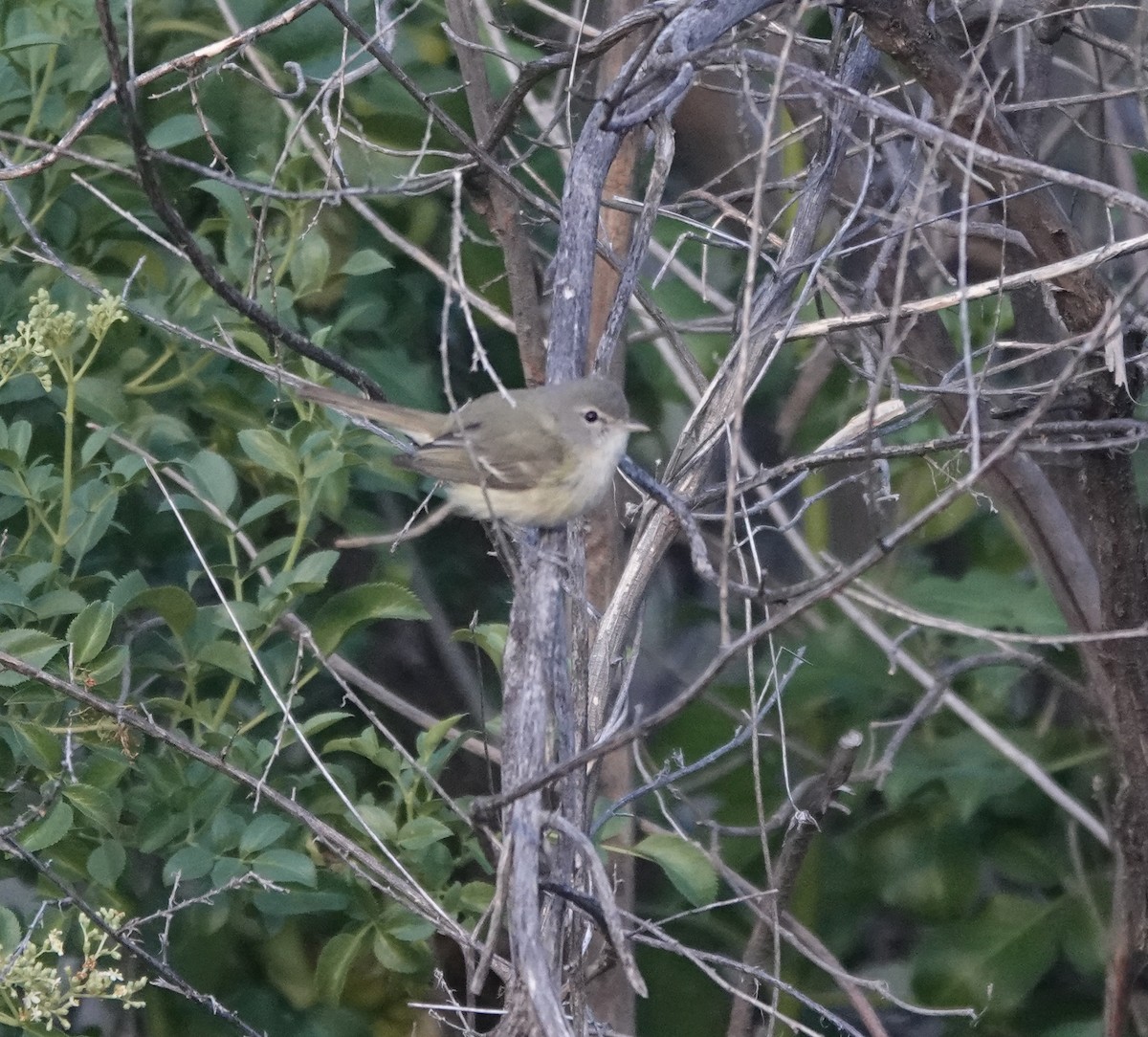 Bell's Vireo (Arizona) - ML654306603