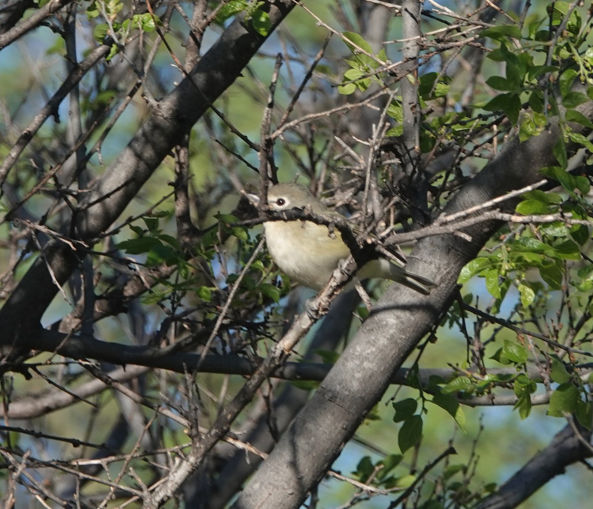 Cassin's Vireo - ML654306613